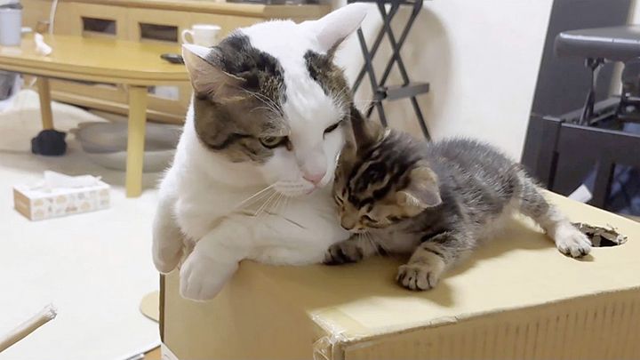 ダンボール箱で遊ぶ猫と子猫