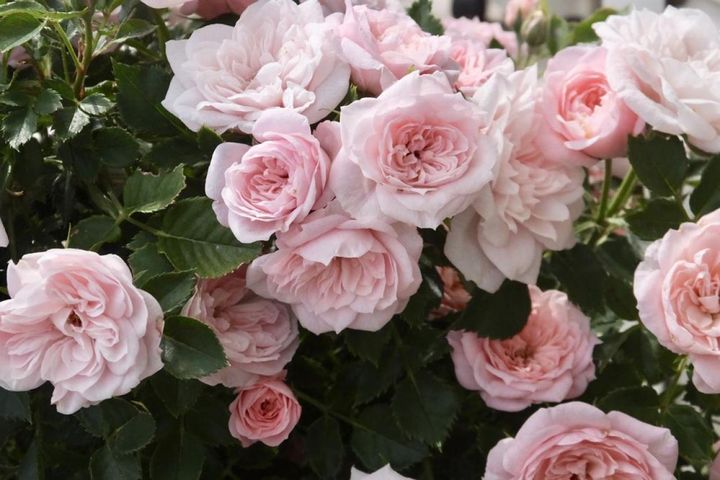 同サイズのバラなら、花色が薄いとボリュームが少なく、濃いとボリューム大に感じます。花付きも、固まって咲くか分散するかで印象は違います。