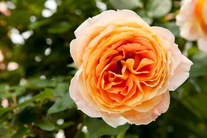 大輪の‘キャラメル アンティーク’はボリュームのある花ですが、直立性のため高さをより感じさせます。香りもほどよく、玄関先などにおすすめ。