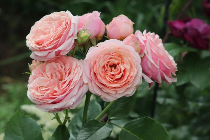 ロシアのガーデン愛好家の庭に咲く‘クインシー ジョーンズ’。ジャズミュージシャンの名にちなみますが、日本では販売されていないようです。