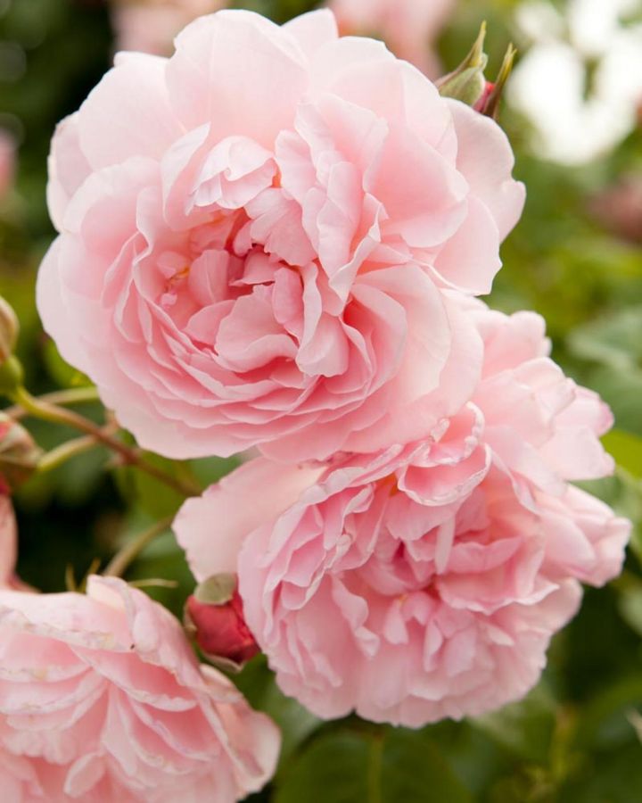 半つる性のイングリッシュローズ‘ストロベリー ヒル‘。枝は1.5ｍほど伸びます。小ぶりのアーチや鉢植えにも向き、とげが少なく扱いやすい品種です。