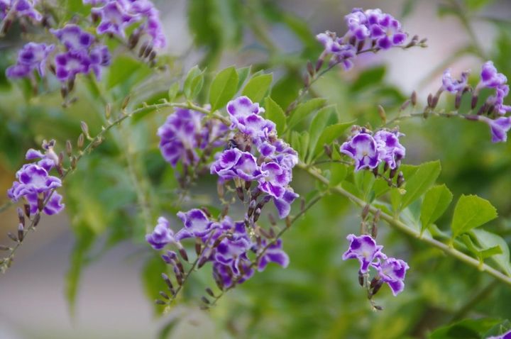 10月4日の花とは？【366日の誕生花と幸せの花言葉】