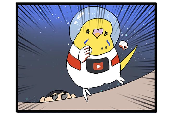 インコのカチョ、未開の地「床」を大冒険！飼い主ハラハラ【鳥マンガ #127】