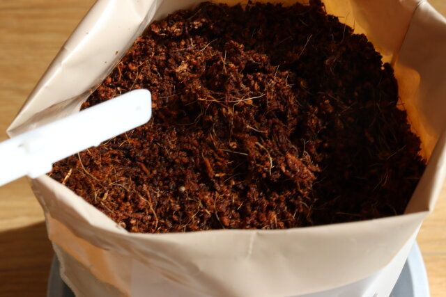 ダイソーの栽培セット ちりめん青しそを袋に入れる