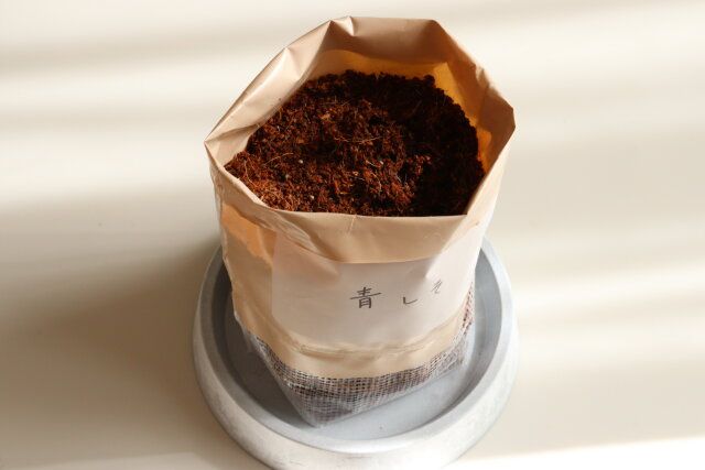 ダイソーの栽培セット ちりめん青しその完成形