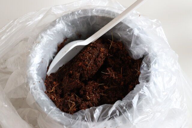 ダイソーの栽培セット ちりめん青しその用土をほぐす