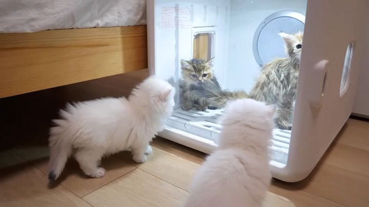 ドライルームの子猫達が気になる子猫達