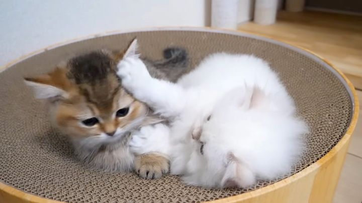 顔を叩かれる子猫