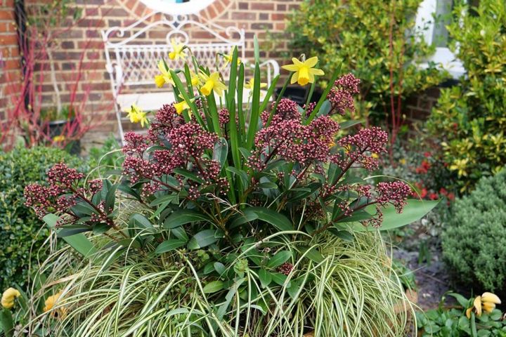 スイセンやスキミアとの寄せ植え