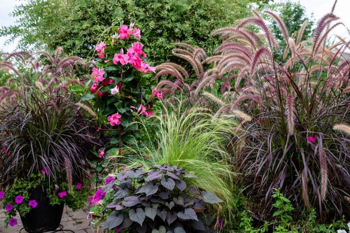 ピンクのペチュニアやマンデビラと‛パープルファウンテングラス‘