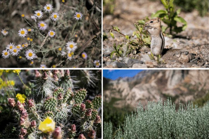 足元を彩るうちわサボテンや、野花を楽しんでいるとチップモンクと呼ばれる小さいリスに遭遇。