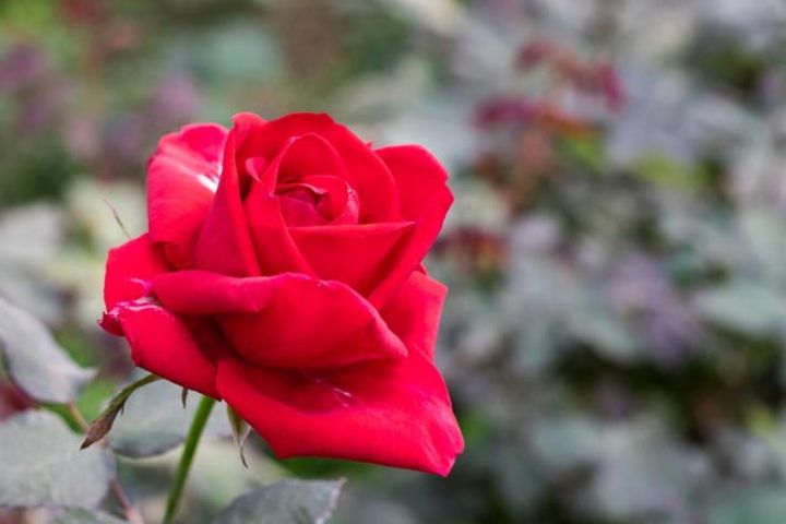 多くの秋バラは色に深みが増します。花弁数は春より少なくなり、小ぶりですがかっちりと整った形に咲く品種もあります。