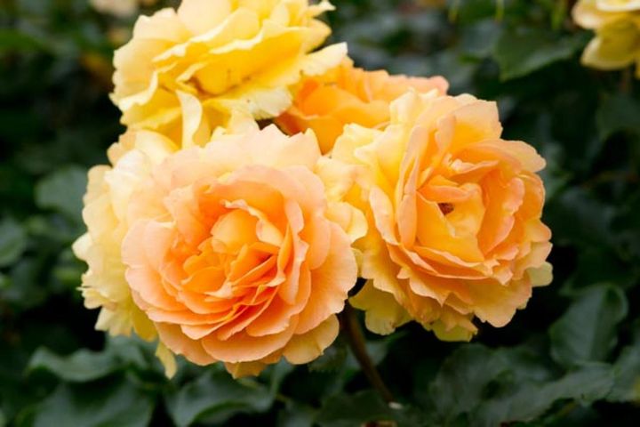 アプリコットオレンジの‘ユリイカ’は、軽くウェーブする花弁をもった中輪の花。2003年にAARS(全米ローズセレクション賞)を獲得した、美しくて初心者にも育てやすい品種です。