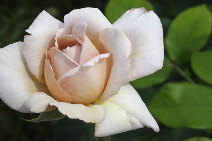 「こんな色のバラがあるの？」という声が聞こえてきそうな‘グレイパール’。グレージュの色味がとても現代的ですが、1945年、イギリス生まれの古いバラ。鉢植えで大切に育てたい上級者向きの品種です。