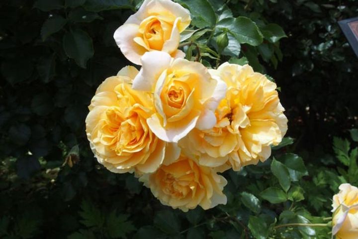 お茶のテーブルに飾りたくなるようなネーミングの‘シナモンチャイ’。シュラブ樹形で、コンパクトなつるバラとしても利用できます。秋にもふんわりとやさしい風情で咲きます。