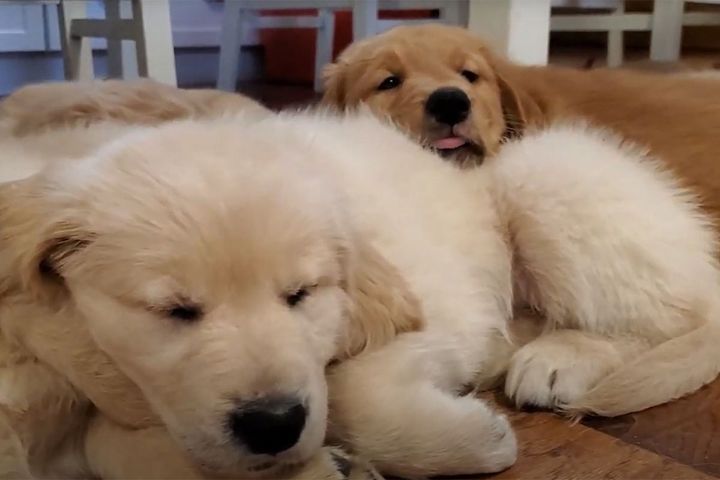 毛布！？かと思いきや……