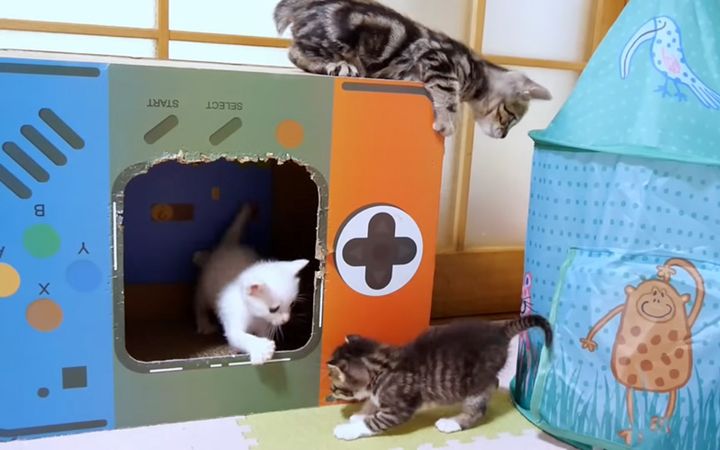 元気いっぱいに遊ぶ子猫達