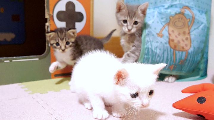 白猫ちゃん、うしろうしろ！ 元気いっぱいの子猫達の姿が可愛すぎる