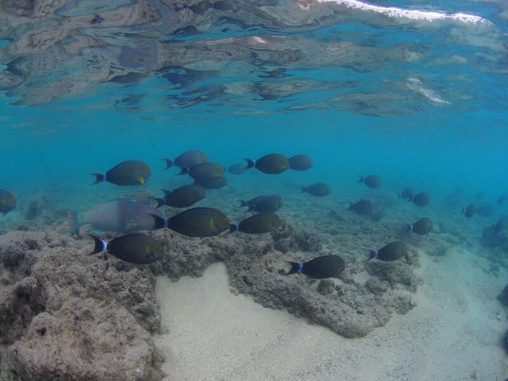 かがやき隊杉田さんのハワイ旅行紀 シュノーケリング ハナウマ湾
