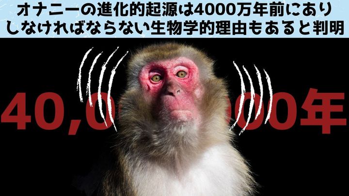 オナニーの進化的起源は4000万年前で生物学的な利点もあると判明