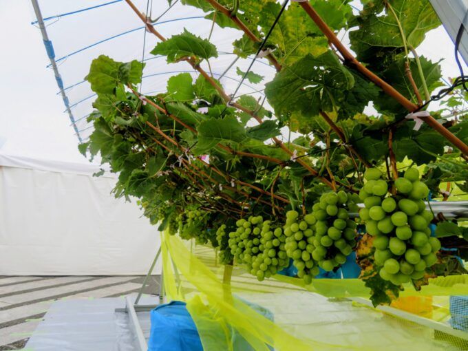 株式会社ヤマナカのモバイルグリーンガーデンで収穫体験も