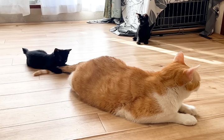 先住猫のシッポで遊ぶ子猫