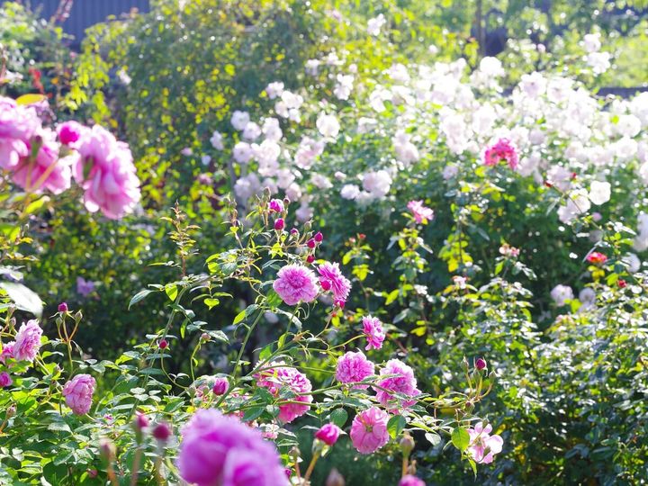 横浜イングリッシュガーデ