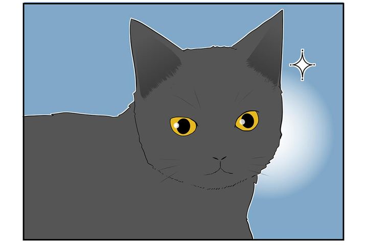 【マンガ・老猫日誌＃26】水をもっと飲ませる方法、桃姐の場合。19歳の元保護猫