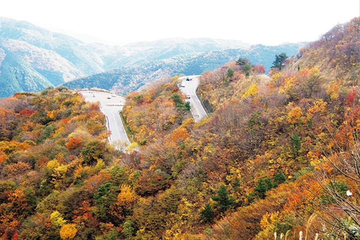 【2025年最新】紅葉ツーリングの見頃予測｜今年は平年より遅めに色づく!?