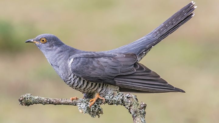 鳥の鳴き声から見えた『言葉の起源』の可能性