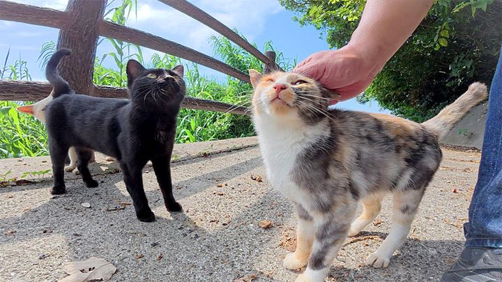 ナデナデされる子猫
