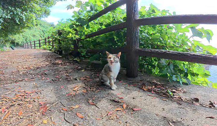 話しかけてきた子猫