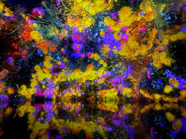 チームラボ《⿃道》