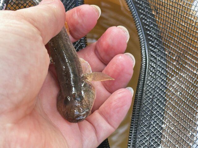 ダイソーの釣り用活かしバケツはファスナー口から魚を入れられる