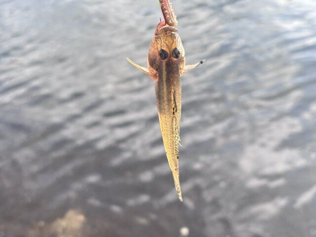 ハゼ釣りの様子