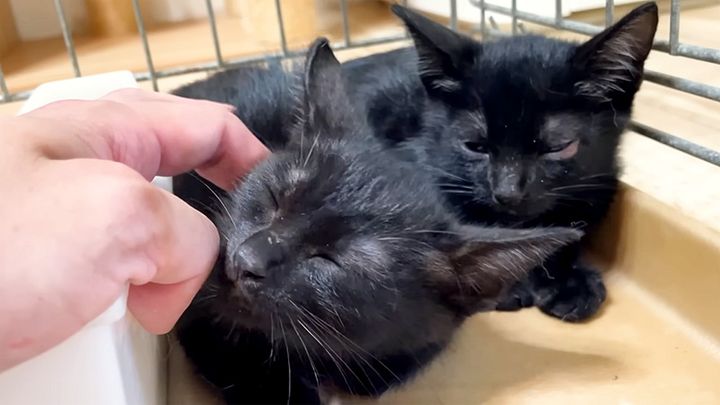 シャーがゴロゴロに変わった子猫