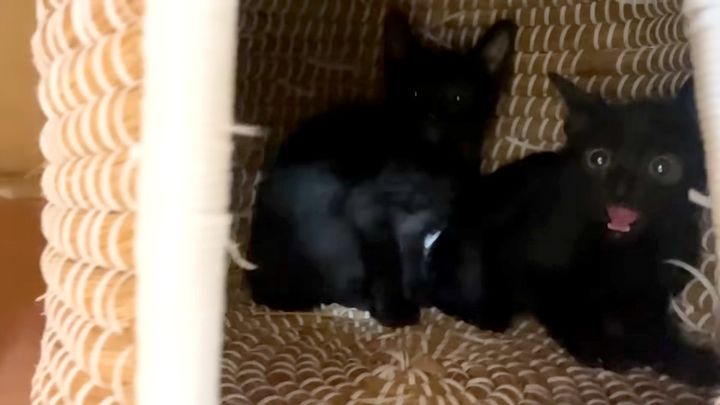 シャーする子猫