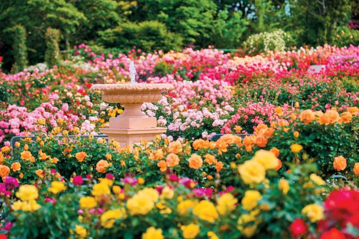 10月中旬から花の見頃を迎える【関東の絶景バラ園】2選｜バラのプロがおすすめ