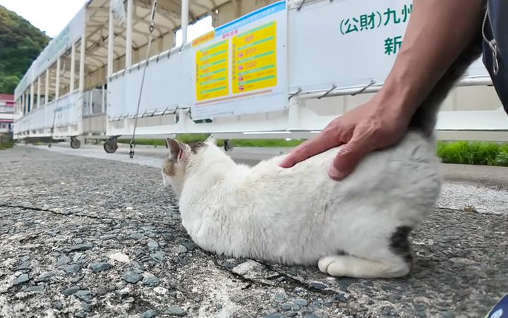 モフモフされる猫