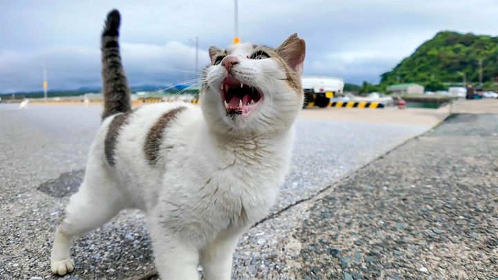元気に挨拶する猫