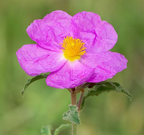 オーガニックシアバターとボタニカルセラミドで重層的に保湿！「ママバター マイン」誕生