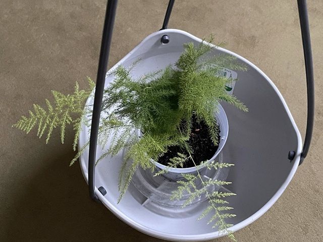 セリア 吊鉢 フラワー吊り鉢 ホワイト