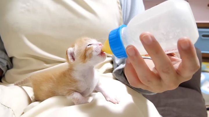 巨大な哺乳瓶からミルクを飲む子猫