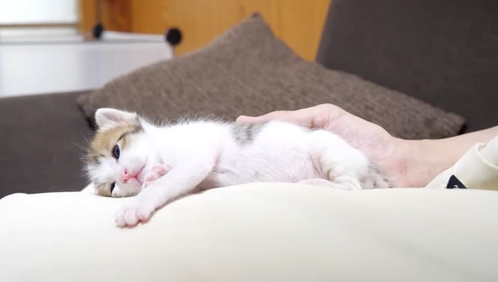 膝の上でウトウトする子猫