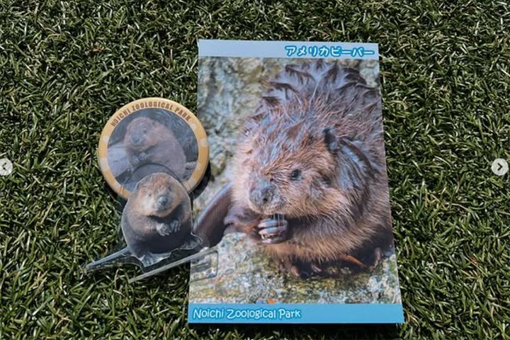 高知県立のいち動物公園の公式Instagram（@noichizoo.1）より