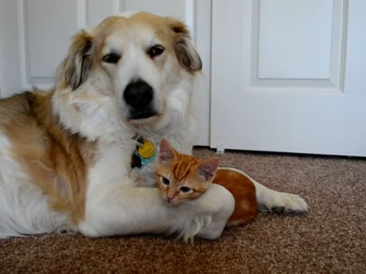 子猫の興味をひいた犬の「パーツ」は？