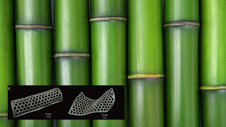 竹由来のプラスチックは高強度なのに50日で土に還る