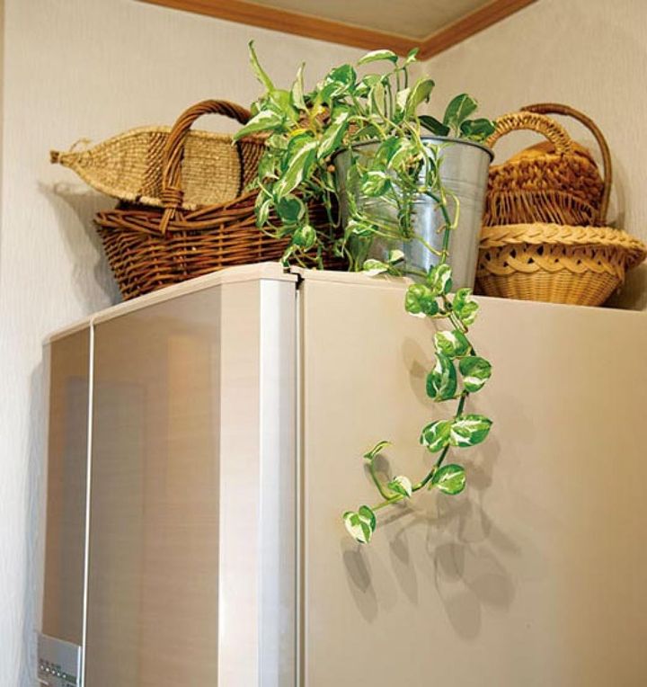 冷蔵庫の上には斑入りのポトス・エンジョイ