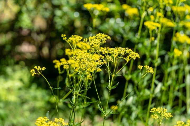 10月9日の花とは？【366日の誕生花と幸せの花言葉】