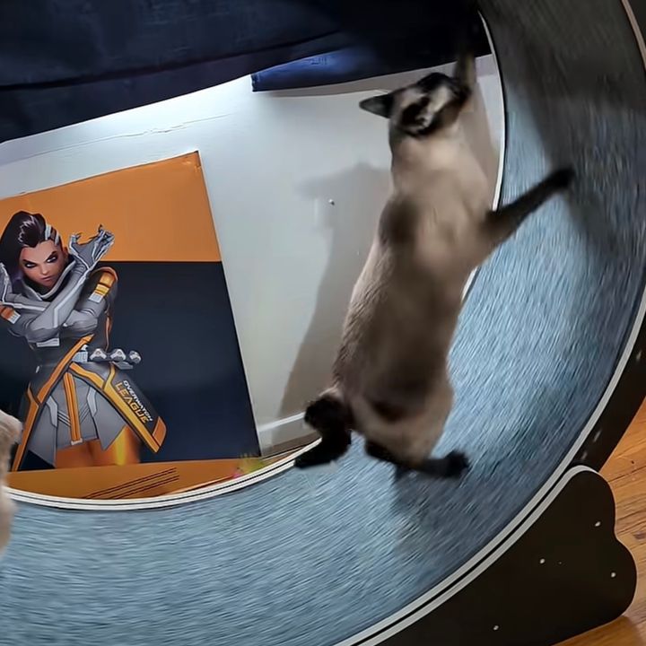 回し車で全力の猫、張り切りが過ぎてあわや衝突